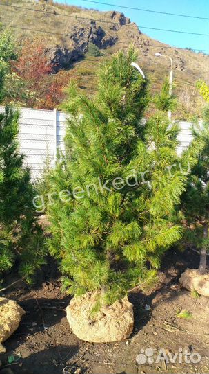 Кедр Сибирский 180-220см Экстра класс