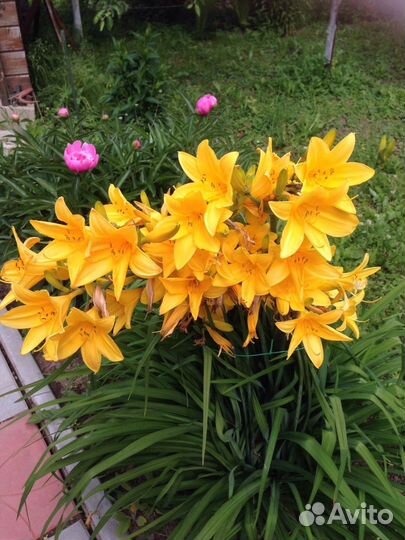 Лилейники разные