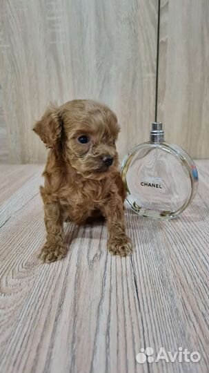 Эксклюзив мальтипу