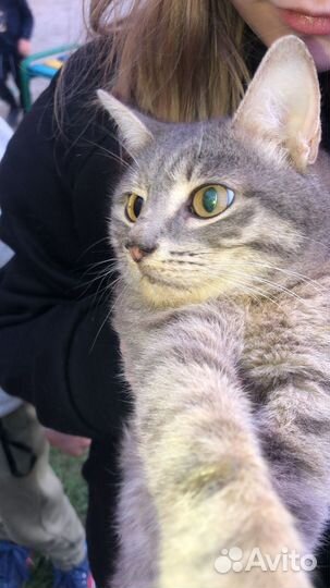 Котенок