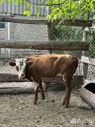 Бычки 6 голов