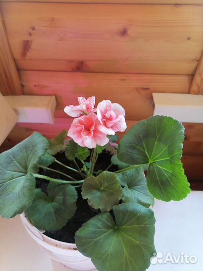 Комнатные растения цветы герань