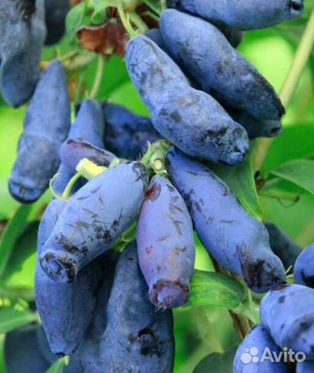 Жимолость, 3 и 4 года, 7 сортов