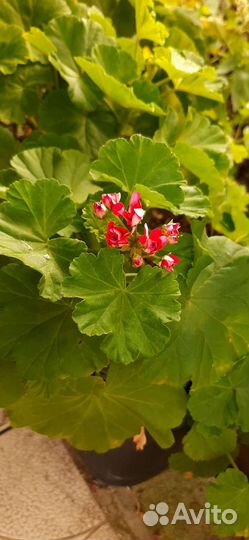 Пеларгония герань