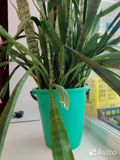 Сансевиерия