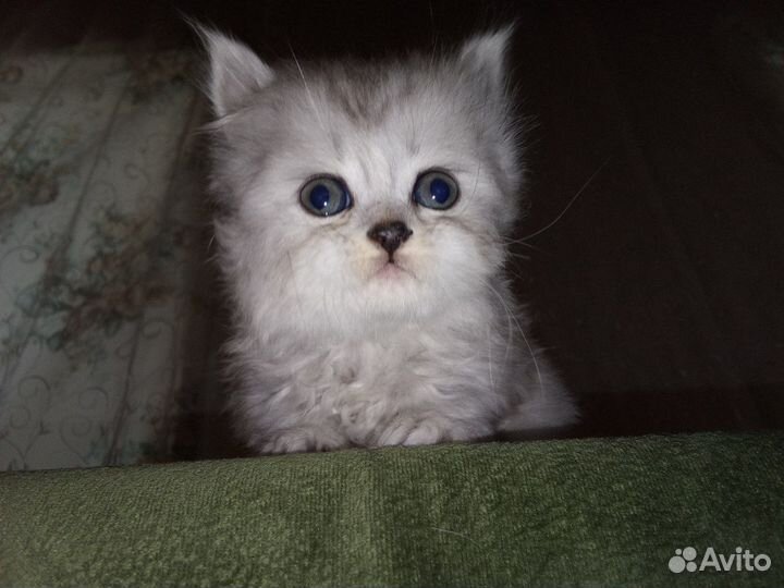 Персидские котята