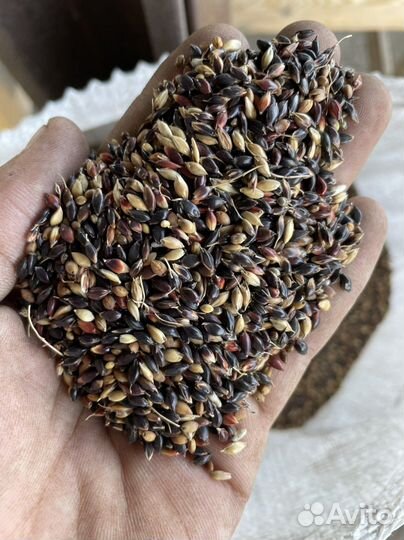 Семена суданки