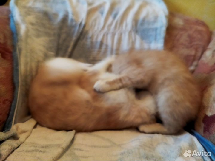 Кошки в добрые руки бесплатно