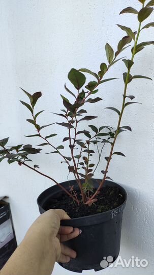 Саженцы голубики