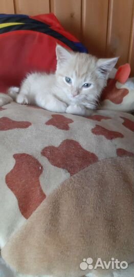 Кошка в дар бесплатно