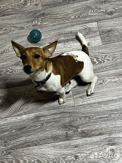 Джек рассел терьер