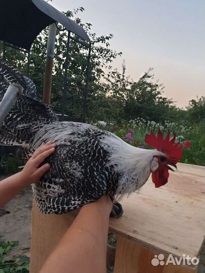 Куры несушки