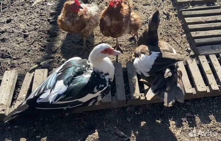 Утка индоутка