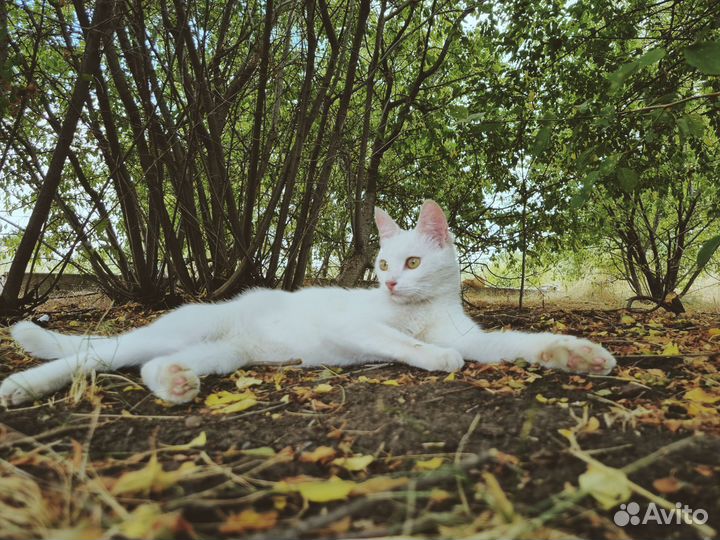 Кошка в дар