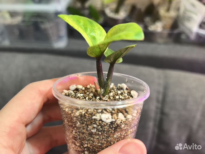 Замиокулькас Зензи Акебоно