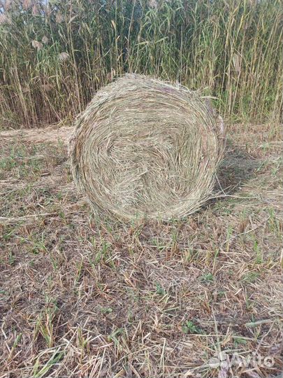 Сено в рулонах