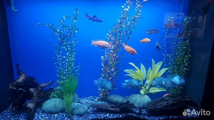 Аквариум