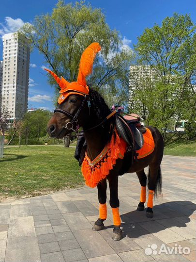 Пони/лошадь на праздник,прогулки