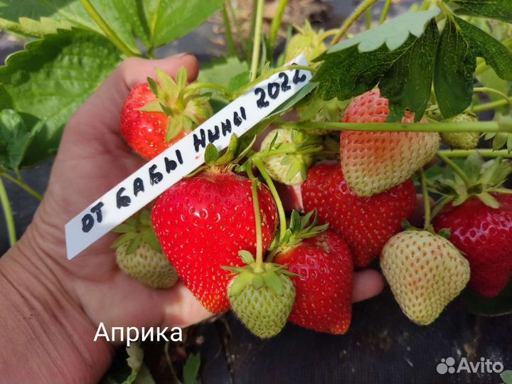 Саженцы крупноплодной клубники Априка