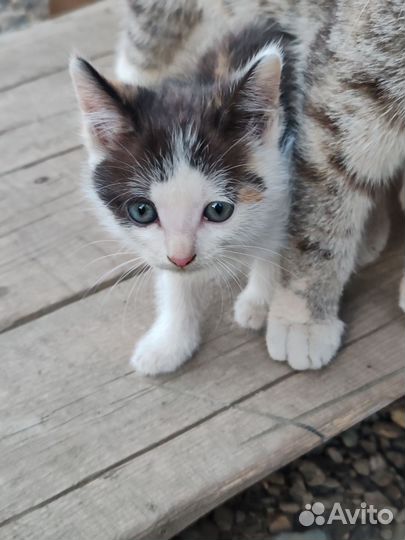 Отдам котят