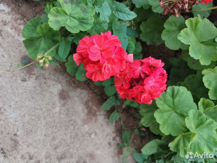 Пеларгония герань