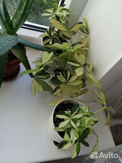 Фикус, шеффлера, мята, алоэ