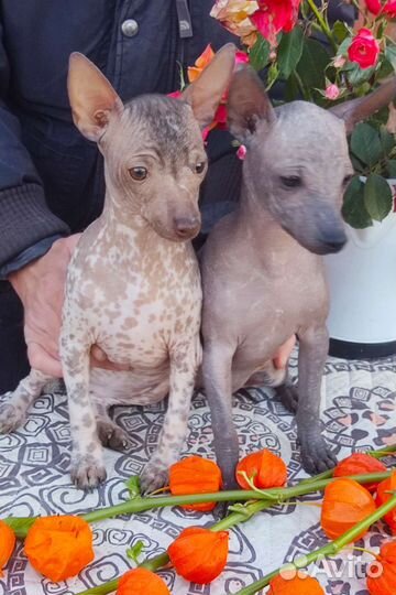 Ксолоитцкуинтли мини, девочки