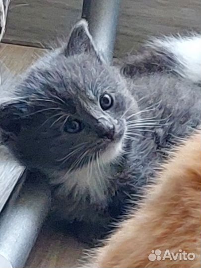 Котята в добрые руки бесплатно