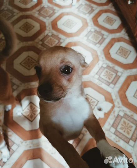 Щенки чихуахуа