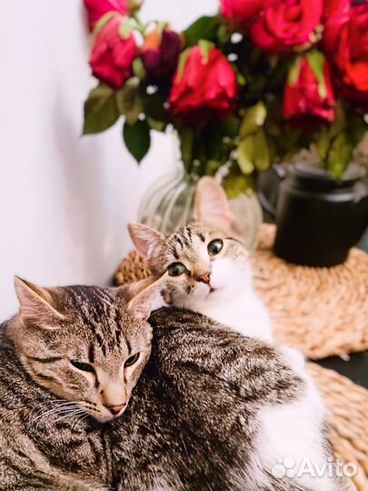 Аксинья осталась без дома