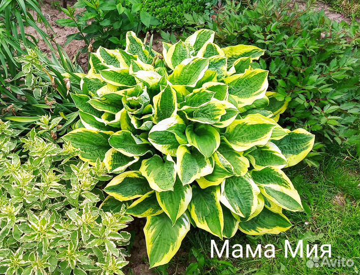 Хосты более 25 сортов