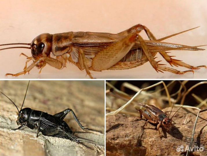 Сверчок (кормовые насекомые)