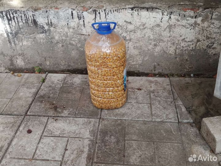 Кукуруза для рыбалки на на карпа в 5 литровке