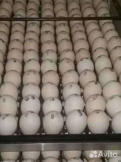 Инкуб. Яйцо