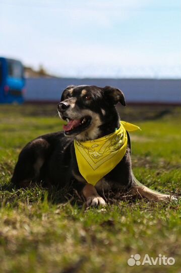 Собаки в дар бесплатно