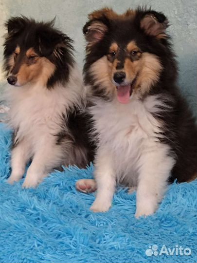 Щенки колли