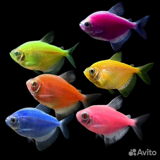 Аквариумные рыбки