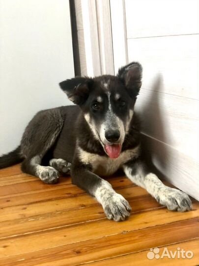 Щенок мальчик Барон 5 мес