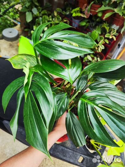 Эпипремнум драгон тейл (хвост дракона)