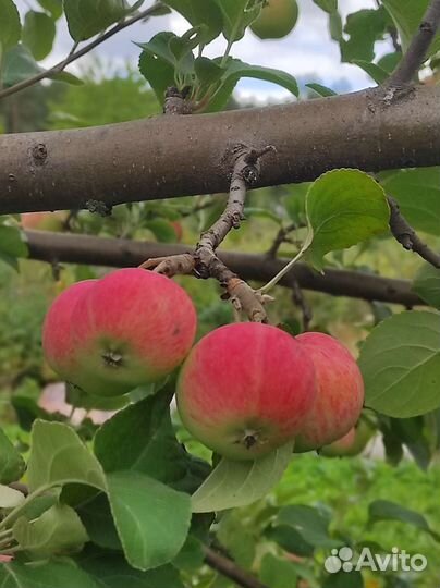Яблоки свежие