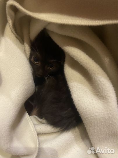 Котенок 3 мес