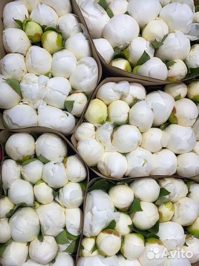 Пионы доставка Москва цветы