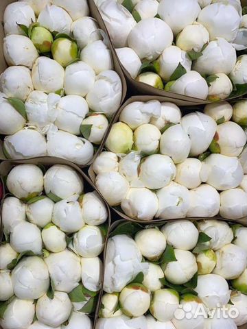 Пионы доставка Москва цветы