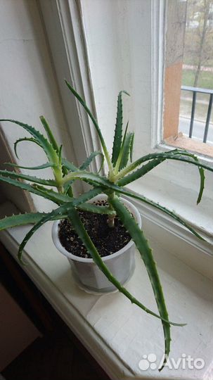 Алоэ,лекарственное,4 года