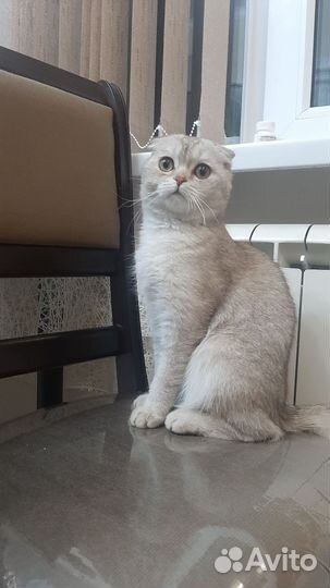 Потерянный кот