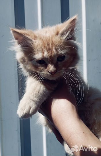 Лапушки-девчонки