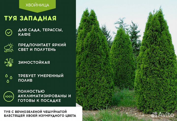 Туи сортовые:Смарагд,Брабант,Колумна 1,5 м