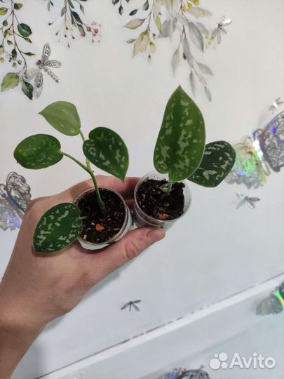 Комнатные цветы