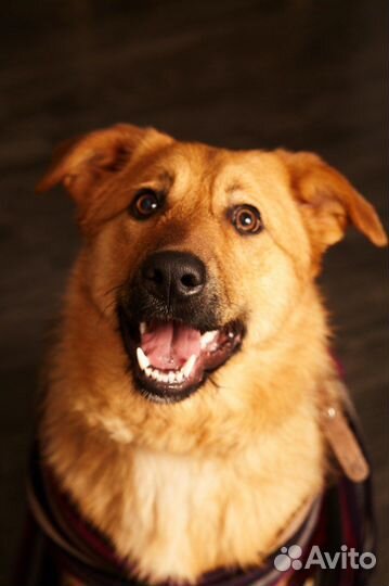 Изумительна собака Изюминка