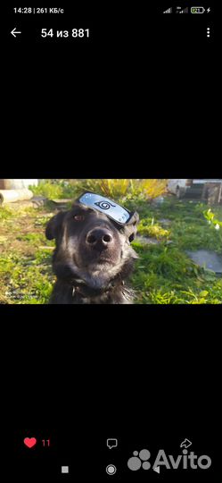 Черная Дина ищет дом